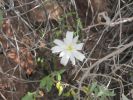 PICTURES/Wildflowers - Desert in Bloom/t_Daisy.JPG